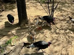 -沈阳鸟岛