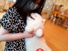 -Let's go狗咖·猫咖·奶狗·桌游(春熙路IFS店)