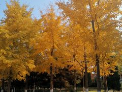 -大兴滨河森林公园