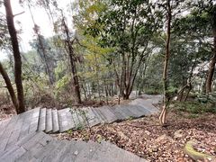 -铁山坪森林公园