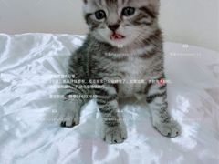 -藏猫猫咖啡主题馆(中央大道店)