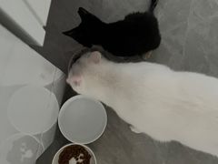 -芭比堂宠物医院·全科爱猫医院·仁德分院