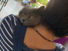 -关爱宠物医院·猫科中心·消化科(滨湖万达分院)