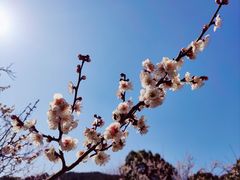 -香雪海