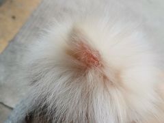 -瑞派宠物医院(搏威敦和院)