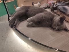 -飞行喵MR PILOT|猫舍·猫咖(静安大融城店)