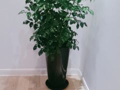 -双季花艺园艺市场(浦东店)