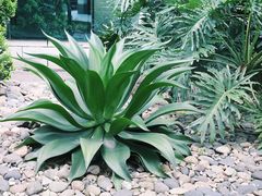 -斑斓西餐厅·自助茶点(高崎机场佰翔花园酒店)