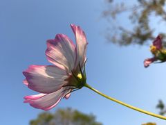 -香蜜公园