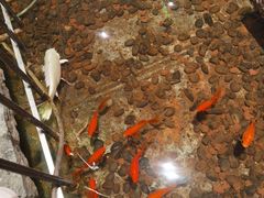 -十二粤味·顺德菜·烧鹅点心(五四广场店)