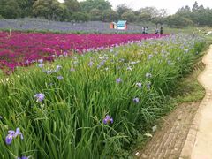 -松山湖梦幻百花洲