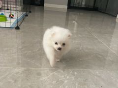 -佳怡动物医院·平价24小时·猫专科骨外科