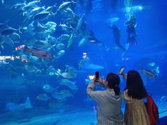 -烟台海昌鲸鲨海洋公园