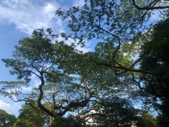-新加坡植物园