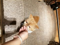 -more than meow吴止猫主题餐厅(承德 中船汇店)