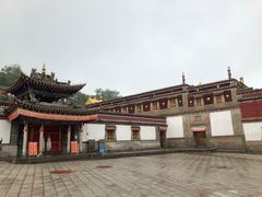 -塔尔寺菩提树