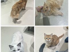 -藏猫猫咖啡主题馆(中央大道店)