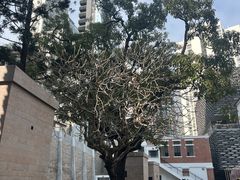 -大馆(前中区警署建築群)