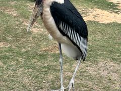 -广州长隆野生动物世界