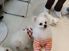 -怪兽屋·羊驼·猫咖·狗咖(俊华广场店)