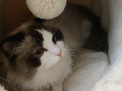 -喵喵咪呀布偶猫咖(春熙路店)