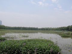-瑶湖郊野森林公园