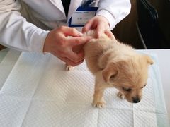 -康乐宝动物医院