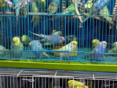 -桂林市花鸟市场