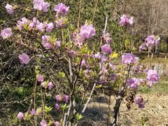 -长春市南湖公园