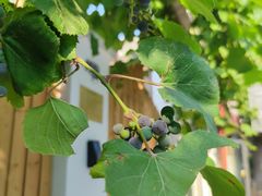 -天津市和平区哈密道小学