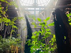 -绿光森林餐厅