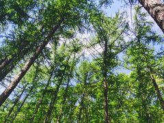 -鲁山国家森林公园