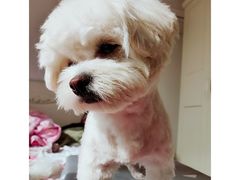 -熊小胖宠物生活馆(天华园店)