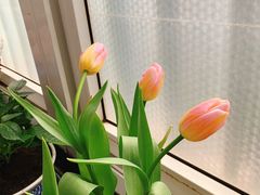 -龙大花卉苗木市场