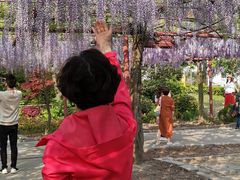 -嘉定紫藤园