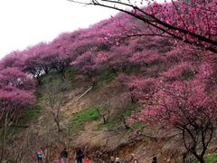 -新建村梅花