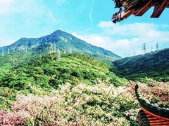 -东莞观音山旅游风景区