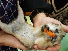 -藦茜花园宠物主题亲子互动体验馆(国顺东路店)