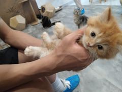 -楼上猫咖(罗湖店)