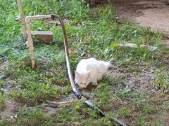 -太二酸菜鱼(石家庄万象城店)