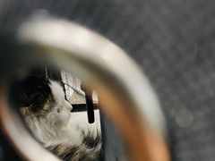 -纳吉亚猫专科动物诊疗中心(蒋宅口分院)