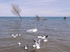 -青海湖国家重点风景名胜区