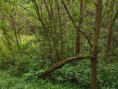 -西湖风景区-江洋畈生态公园