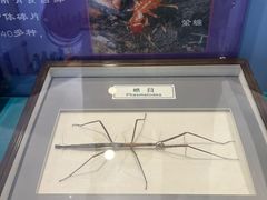 -上海昆虫博物馆