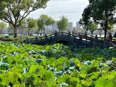 -无锡蠡湖国家湿地公园-蠡园