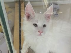 -糯米喵星人总部直营旗舰店·猫舍·幼猫出售