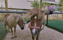 -萌宠亲子动物乐园(槐房万达店)