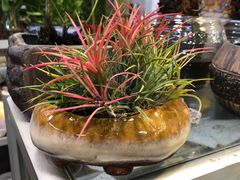 -双季花艺园艺市场(浦东店)