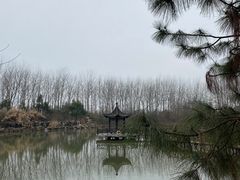 -合肥滨湖国家森林公园