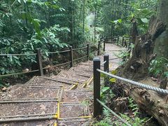 -武吉知马自然保护区